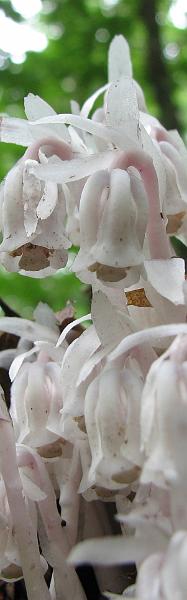 2009-06-20_backyard_indian_pipe 069_crop.jpg